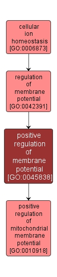 GO:0045838 - positive regulation of membrane potential (interactive image map)