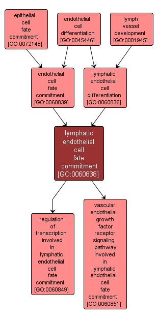 GO:0060838 - lymphatic endothelial cell fate commitment (interactive image map)