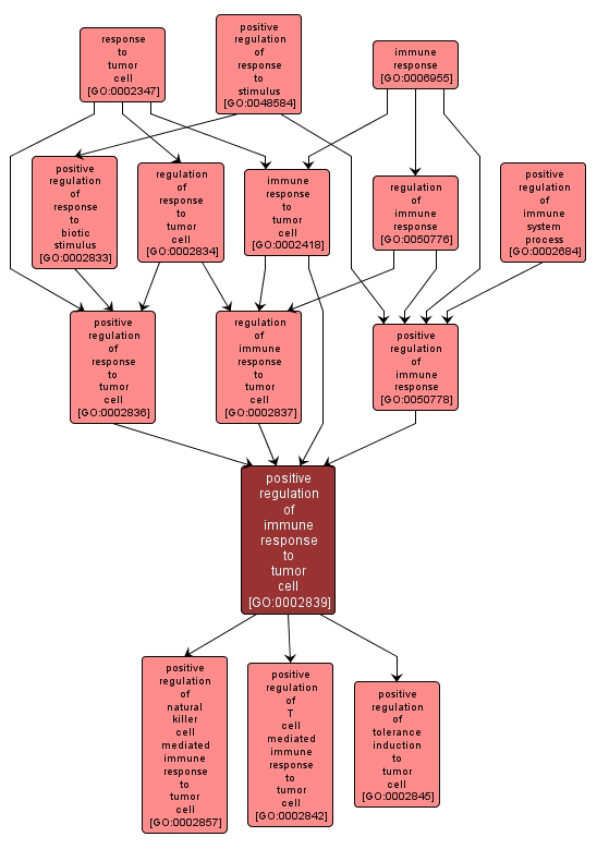 GO:0002839 - positive regulation of immune response to tumor cell (interactive image map)