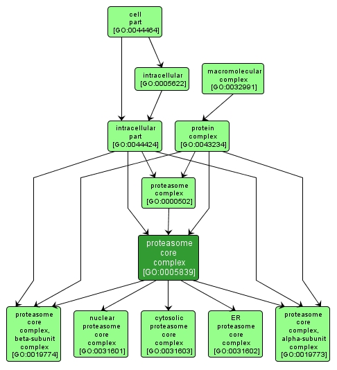 GO:0005839 - proteasome core complex (interactive image map)