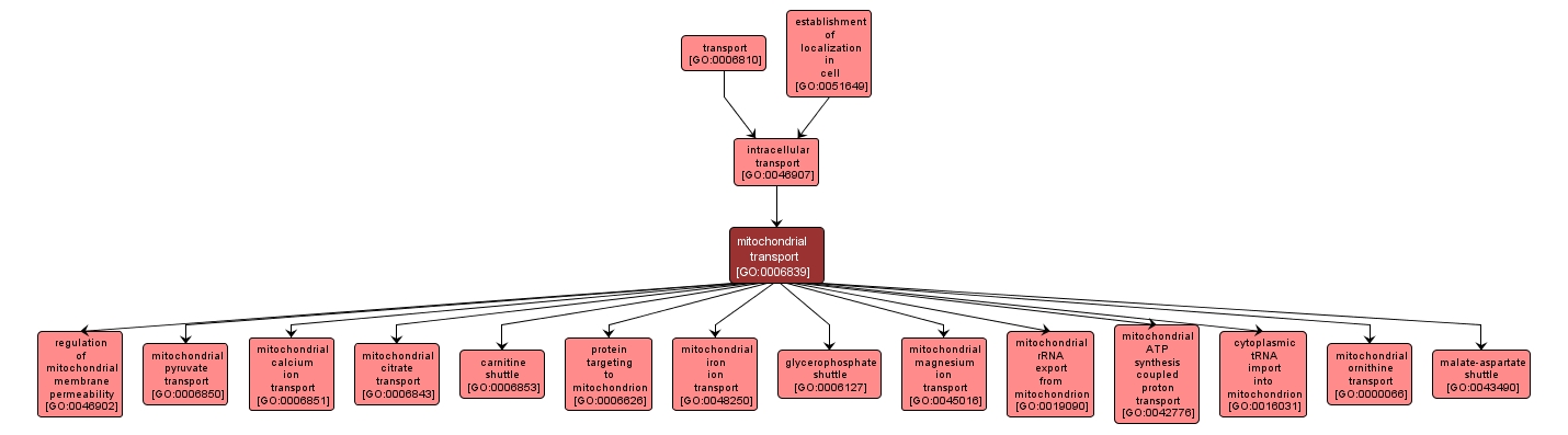 GO:0006839 - mitochondrial transport (interactive image map)