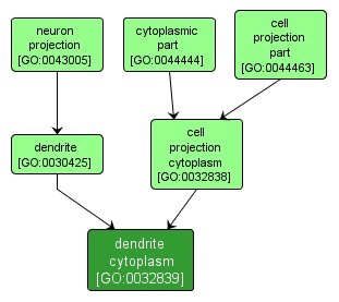 GO:0032839 - dendrite cytoplasm (interactive image map)