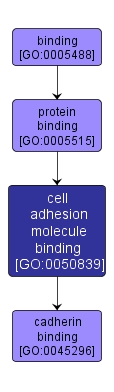 GO:0050839 - cell adhesion molecule binding (interactive image map)