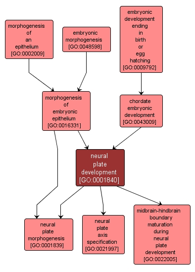 GO:0001840 - neural plate development (interactive image map)