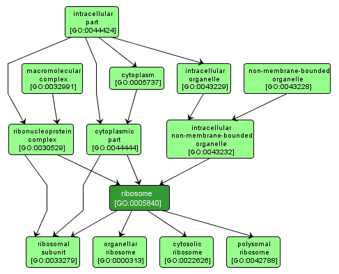 GO:0005840 - ribosome (interactive image map)