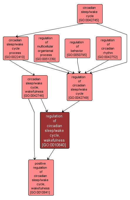 GO:0010840 - regulation of circadian sleep/wake cycle, wakefulness (interactive image map)