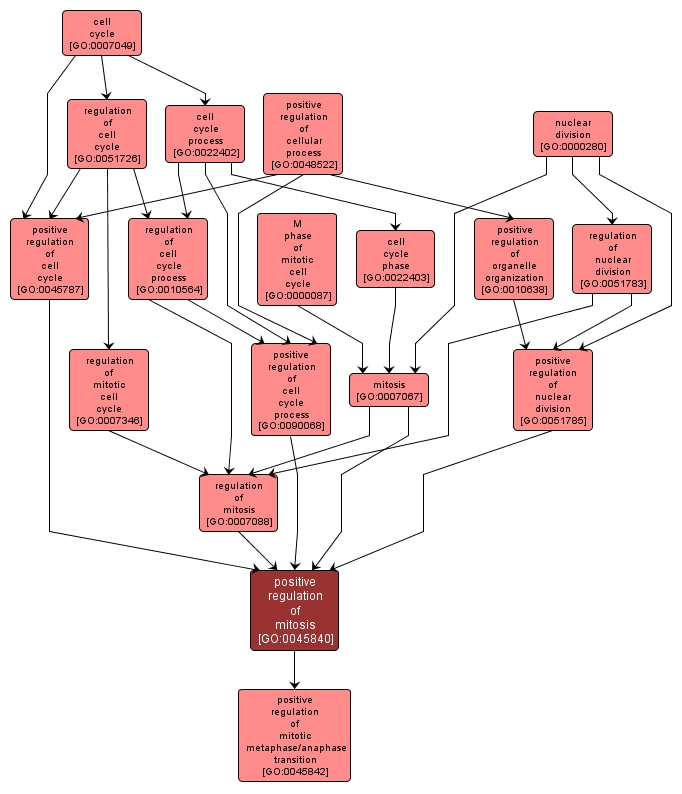 GO:0045840 - positive regulation of mitosis (interactive image map)