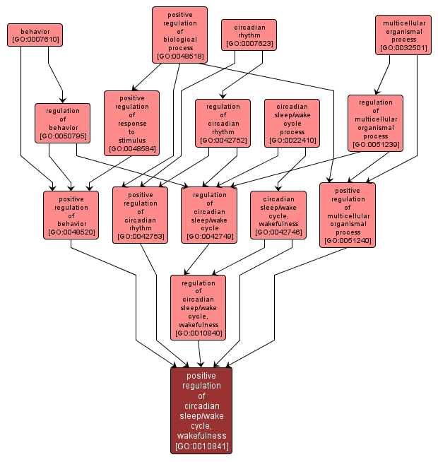 GO:0010841 - positive regulation of circadian sleep/wake cycle, wakefulness (interactive image map)