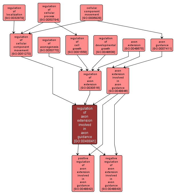 GO:0048841 - regulation of axon extension involved in axon guidance (interactive image map)