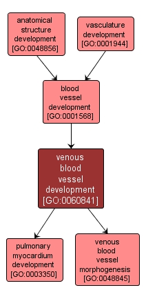 GO:0060841 - venous blood vessel development (interactive image map)