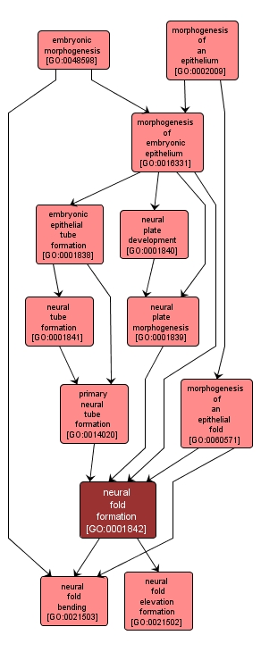 GO:0001842 - neural fold formation (interactive image map)