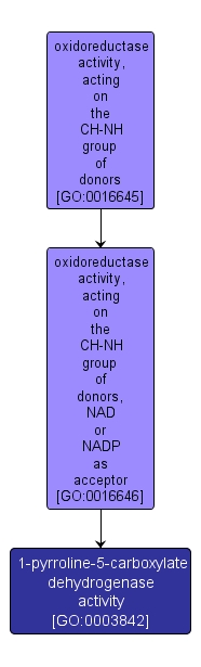 GO:0003842 - 1-pyrroline-5-carboxylate dehydrogenase activity (interactive image map)