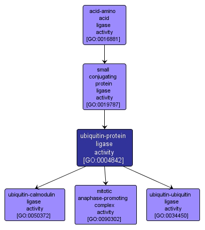 GO:0004842 - ubiquitin-protein ligase activity (interactive image map)