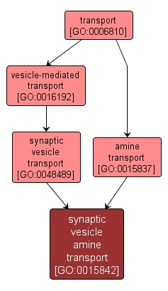 GO:0015842 - synaptic vesicle amine transport (interactive image map)