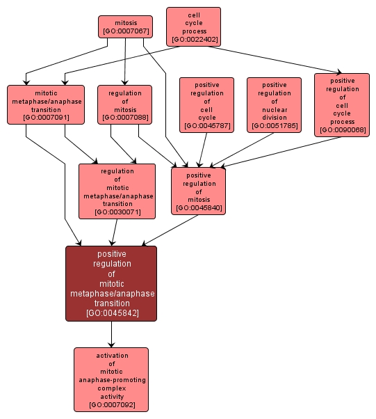 GO:0045842 - positive regulation of mitotic metaphase/anaphase transition (interactive image map)