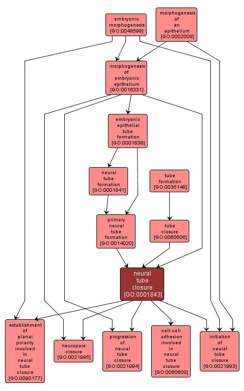 GO:0001843 - neural tube closure (interactive image map)