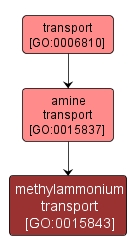 GO:0015843 - methylammonium transport (interactive image map)