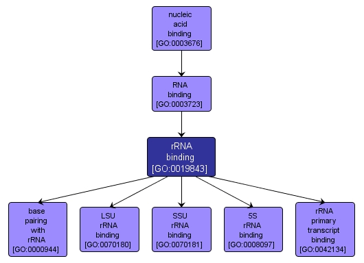 GO:0019843 - rRNA binding (interactive image map)