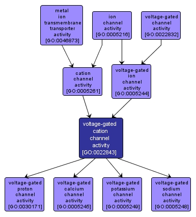 GO:0022843 - voltage-gated cation channel activity (interactive image map)