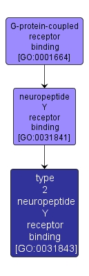 GO:0031843 - type 2 neuropeptide Y receptor binding (interactive image map)