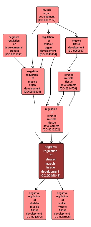 GO:0045843 - negative regulation of striated muscle tissue development (interactive image map)