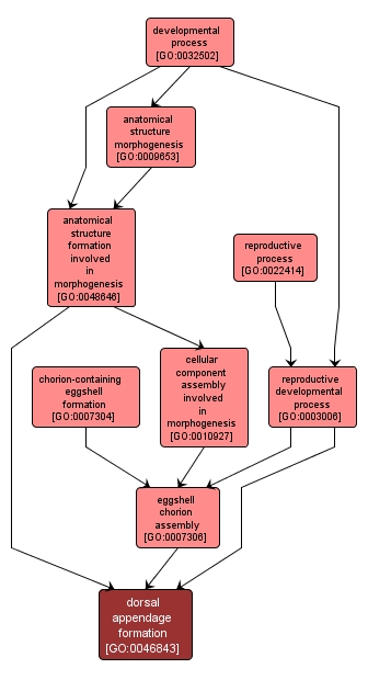 GO:0046843 - dorsal appendage formation (interactive image map)