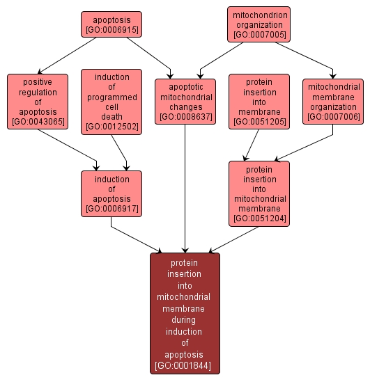 GO:0001844 - protein insertion into mitochondrial membrane during induction of apoptosis (interactive image map)