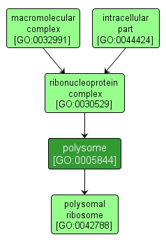 GO:0005844 - polysome (interactive image map)