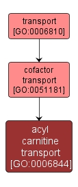 GO:0006844 - acyl carnitine transport (interactive image map)