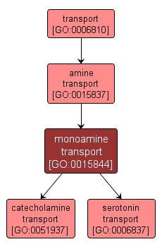 GO:0015844 - monoamine transport (interactive image map)