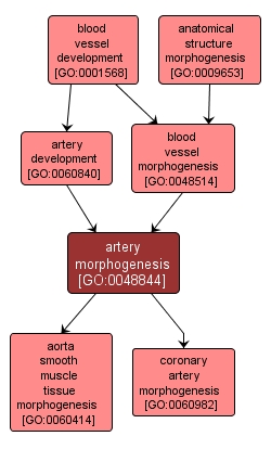 GO:0048844 - artery morphogenesis (interactive image map)