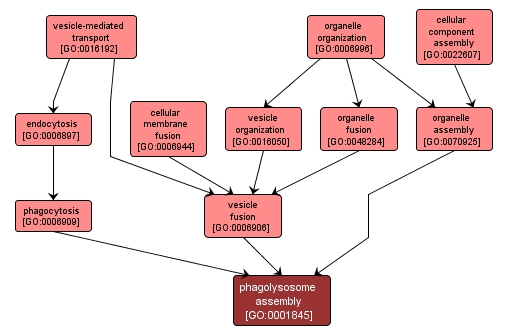 GO:0001845 - phagolysosome assembly (interactive image map)