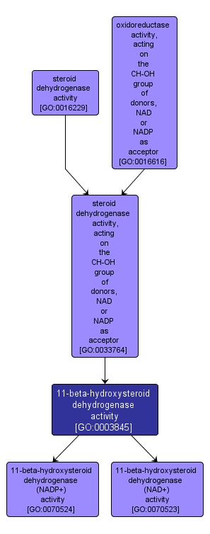 GO:0003845 - 11-beta-hydroxysteroid dehydrogenase activity (interactive image map)