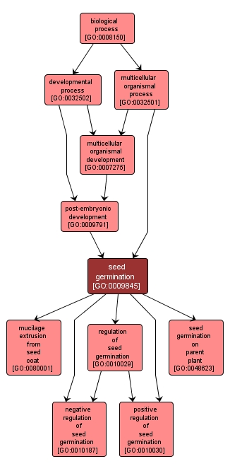 GO:0009845 - seed germination (interactive image map)