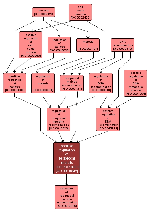 GO:0010845 - positive regulation of reciprocal meiotic recombination (interactive image map)