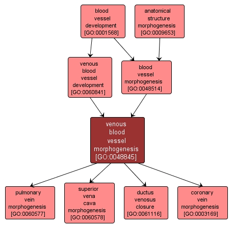 GO:0048845 - venous blood vessel morphogenesis (interactive image map)