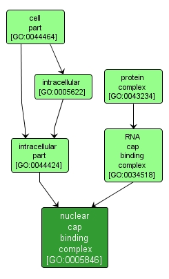 GO:0005846 - nuclear cap binding complex (interactive image map)