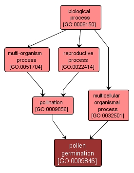 GO:0009846 - pollen germination (interactive image map)