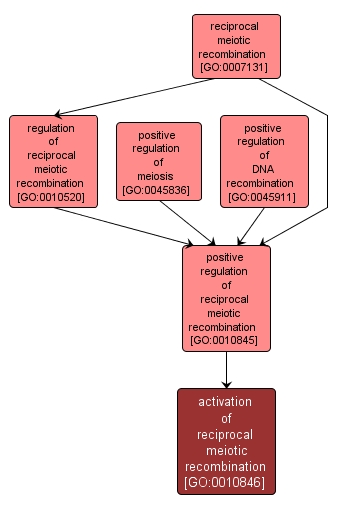 GO:0010846 - activation of reciprocal meiotic recombination (interactive image map)