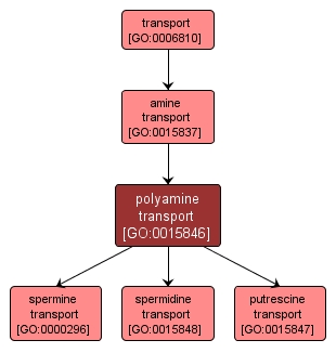 GO:0015846 - polyamine transport (interactive image map)