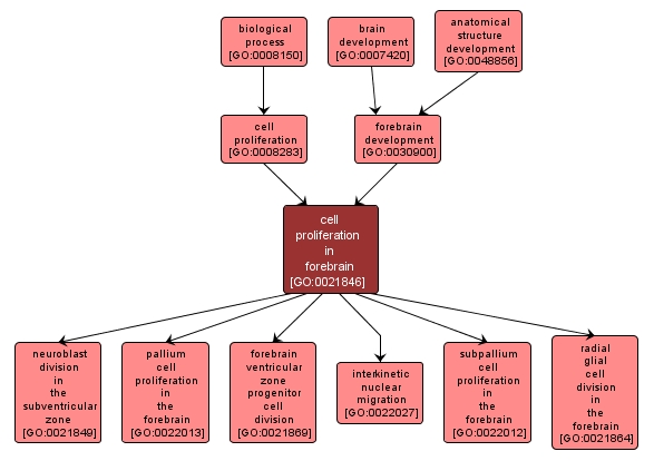 GO:0021846 - cell proliferation in forebrain (interactive image map)