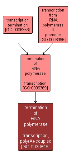 GO:0030846 - termination of RNA polymerase II transcription, poly(A)-coupled (interactive image map)
