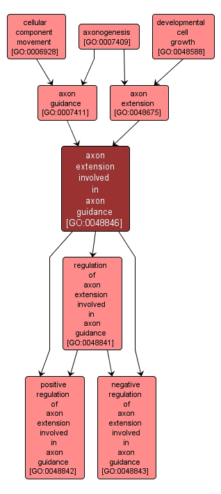 GO:0048846 - axon extension involved in axon guidance (interactive image map)