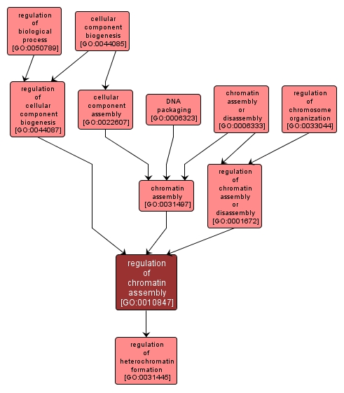 GO:0010847 - regulation of chromatin assembly (interactive image map)