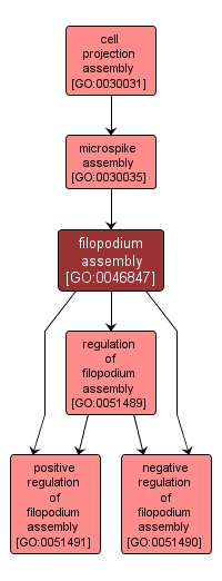 GO:0046847 - filopodium assembly (interactive image map)