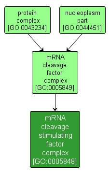 GO:0005848 - mRNA cleavage stimulating factor complex (interactive image map)