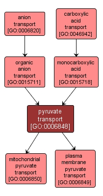 GO:0006848 - pyruvate transport (interactive image map)