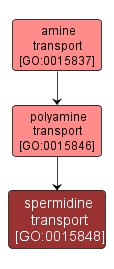 GO:0015848 - spermidine transport (interactive image map)