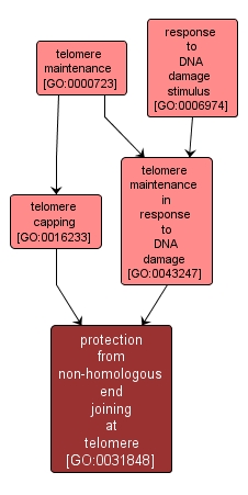 GO:0031848 - protection from non-homologous end joining at telomere (interactive image map)