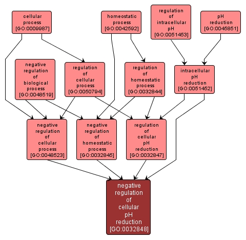 GO:0032848 - negative regulation of cellular pH reduction (interactive image map)